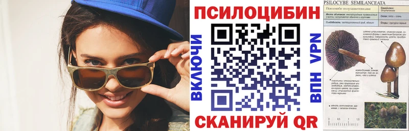 Купить  Гай  Галлюциногенные грибы Psilocybe 